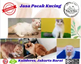 Jasa Pacak ragdol,peaknose dan munchkin