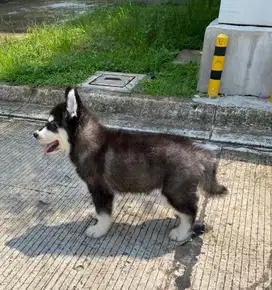 Husky siberian bigbone