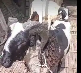 Domba qurban padasuka atas