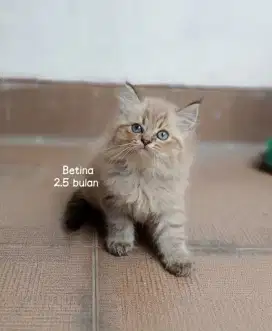 Kucing persia gimbul