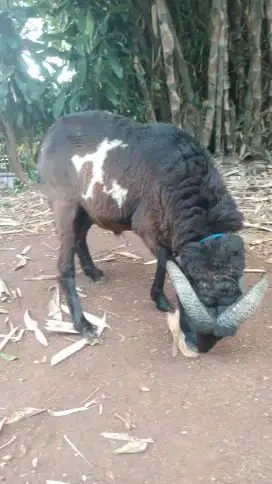Domba qurban padasuka atas