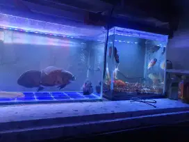 Ikan Hias Oscar