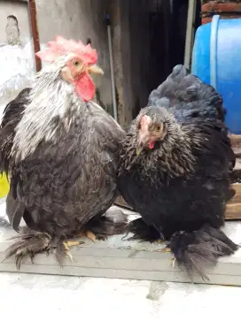 Sepasang Bantam Chochin Usia siapan