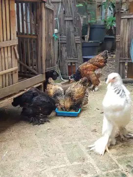 Ayam Brahma Gold Leced