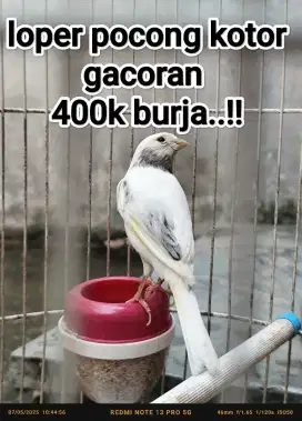 Kenari loper putih gacoran