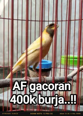 Kenari AF gacoran