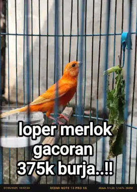 Kenari loper merlok gacoran