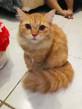 Kucing Persia Kitten