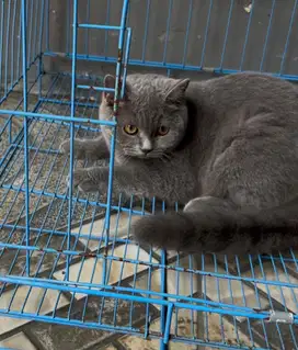 Kucing british shorthair bsh british short hair betina