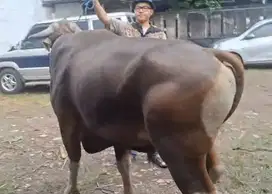 sapi bali 500kiloUP siap hewan qurban premium jumbo monster jamin puas