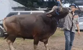 sapi bali 500kiloUP siap hewan qurban premium jumbo monster jamin puas