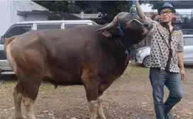 sapi qurban 500kilo ras sapi bali siap sapi kurban premium jumbo puas