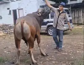 sapi bali 500kilo siap sapi qurban premium jamin manteb puas rawatan