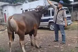 sapi qurban 500kilo ras sapi bali siap sapi qurban premium 2025 manteb