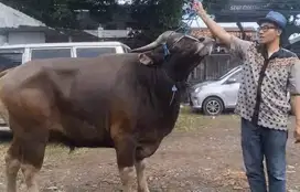 sapi bali 500kiloan siap sapi kurban terbaik untuk qurban 2025 rawatan