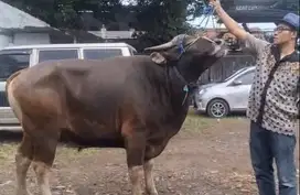 sapi bali 500kiloan siap sapi qurban 2025 jamin manteb jumbo rawatan