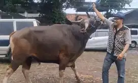 sapi bali 500kiloan siap sapi qurban 2025 jamin manteb jumbo rawatan