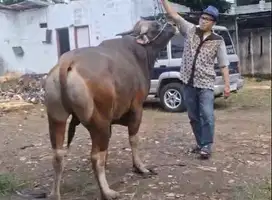 sapi bali 500kiloan siap sapi kurban terbaik qurban 2025 jamin manteb