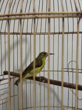 Burung korlap/ Kolibri