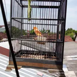 Burung kenari borongan atau satuan