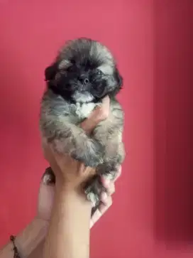 Puppy Shihtzu mix pom