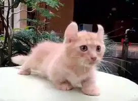 Kinkalo oyen jantan