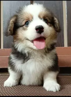 Jual corgi jantan longhair