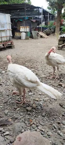 jual ayam kalkun