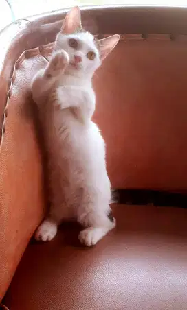 Jual Anak Kucing Munchkin Super Cebol Shorthair Lucuu !!