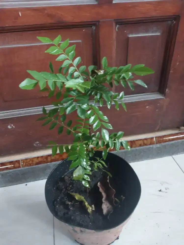 Tanaman Daun Kari