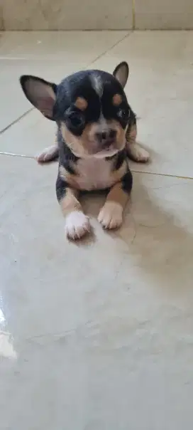 Anjing chihuahua