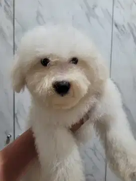 SALE Bichon Frise Jantan STB 3bulan Kelapa Gading