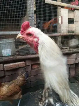 Ayam bangkok pacekan