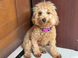 Toy poodle Jantan Vaksin lengkap