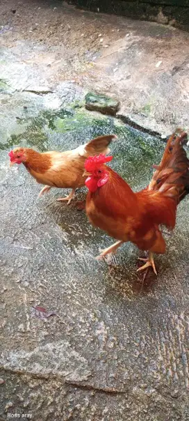 Satu pasang ayam kate dewasa