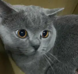 Kucing bagus 11000000