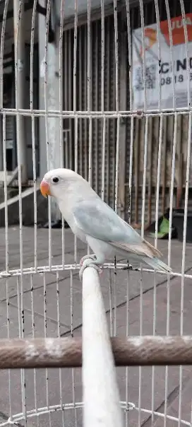 Lovebird paud kepala putih aktif