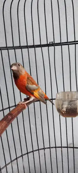 Burung siskin dilute muda gacor fullset