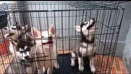 SIBERIAN HUSKY PUPPY
