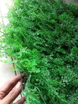 Daun dolar pakis ukuran lebar 40 cm panjang 60 cm