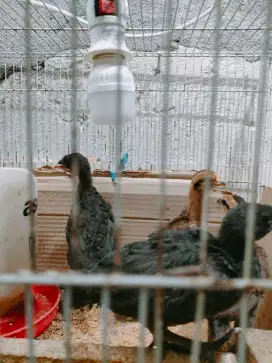 Ayam Bekisar Anakan Warna bekisar cemani dll