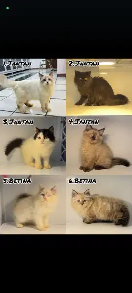 kucing kitten anakan anggora persia himalaya ragdoll munchkin british