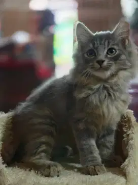 kucing anakan dewasa anggora persia ragdoll himalaya mainecoon