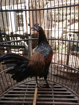 Ayam bekisar jantan umur 5.5 bulan