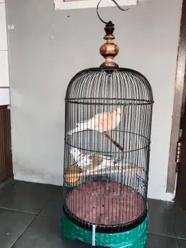 Jual burung puter sepasang sama kndang ya masi bagus