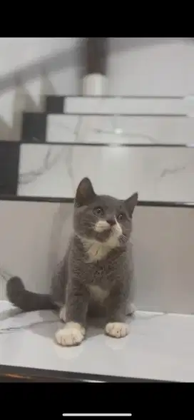 Kucing BSH bico sehat murah