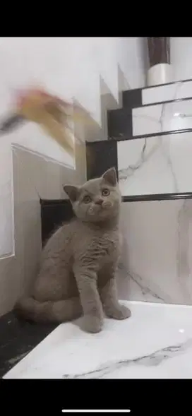 Kucing BSH Lilac sehat