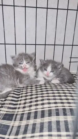 Britishorthair bsh