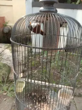 Jual burung cak kopi sdh bunyi