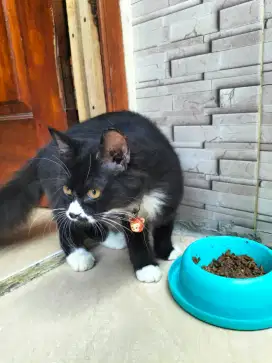 Kucing kitten persia anggora umur 4 bulan